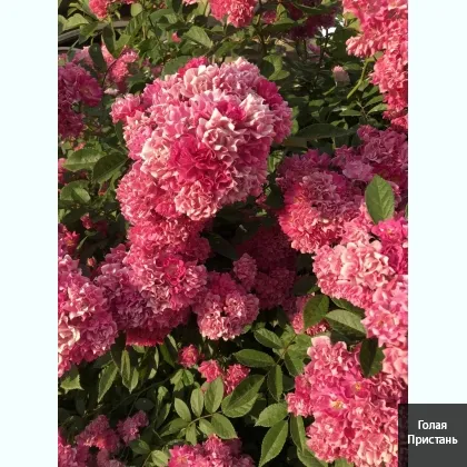 Гроші в руки в квартирі Черкаси вайбер,не виізжаю